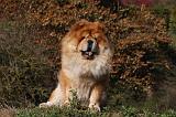 CHOW CHOW 432